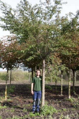 Prunus subhirtella 'Fukubana' | kmínek 200 Prunus subhirtella 'Fukubana' | kmínek 200